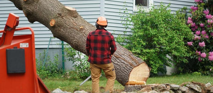 Tree Services